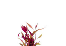 Alternanthera rosaefolia terracotta ring