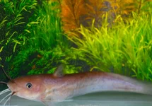 TANDANUS TANDANUS M