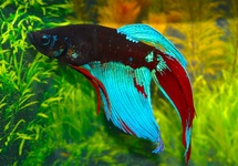 BETTA SPLENDENS BLUE BLACK MALE