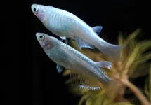 ORYZIAS LATIPES PLATINUM WHITE M
