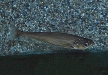 VAMPIERTETRA SCOMBEROIDES