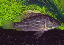 CICHLIDÉ JURUPARI