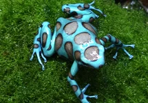 DENDROBATES AURATUS BRONZE (EU-BRED) M