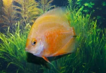 RED VALENTINE DISCUS