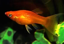 POECILIA SPHENOPS RED LONGFIN M