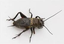 GRYLLUS CAMPESTRIS/ VELDKREKEL