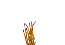 Vallisneria spiralis rood in bos