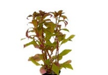 Alternanthera reineckii in pot (p5)