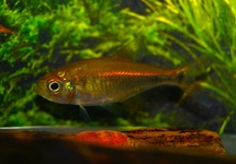 GOUDTETRA MONILIGER