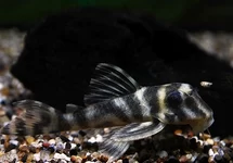 L199 HYPANCISTRUS FURUNCULUS