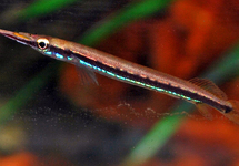 HALFSNAVELBEKJE TENGAH