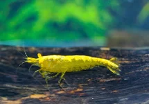 CAR. DAVIDI YELLOW FIRE GOLDEN EYE M
