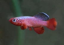 Killivis
