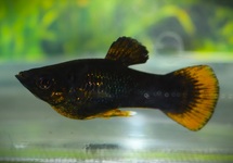 BLACK MOLLY ORANJE STAART