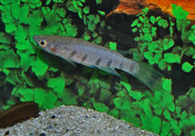 KILLIVIS SEXFASCIATUS