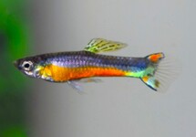 ENDLER GUP SANTA MARIA (M/F)