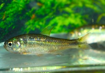UASIO TETRA