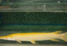 KAAIMANSNOEK ALBINO