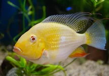 CICHLIDÉ DE HECKELS ALBINO