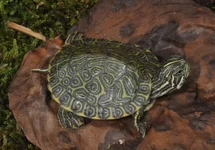 HIËROGLYFEN SIERSCHILDPAD