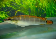 COMPRESSICEPS DWARF PIKE CICHLID