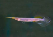 HALBSCHNÄBLER POGONOGNATHUS 