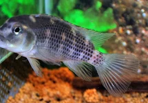 STEATOCRANUS CASUARIUS M
