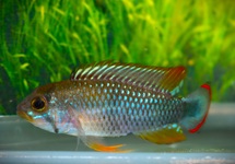 DWERGCICHLIDE PANDURO