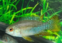 CICHLIDÉ NAIN CURVICEPS