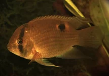 CLEITHRACARA MARONII XS