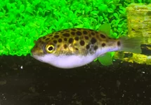 DICHOTOMYCTERE NIGROVIRIDIS M