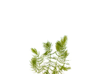 Ceratophyllum demersum,Hoornblad in bos