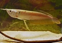 ZILVEREN AROWANA