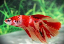 KEMPVIS HALFMOON KOI MAN