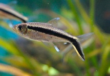 HOCKEYSTICK TETRA
