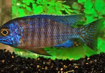 AULONOCARA COBUE