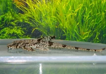 RINELORICARIA PARVA 