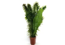 viskombosje in terracotta