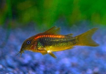 PANTSERMEERVAL ORANGE LASER