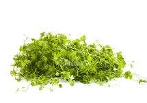 Hydrocotyle cf. tripartita mat 10x15cm - NE