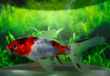 GOUDVIS SHUBUNKIN