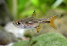 RASBORA CHERRY