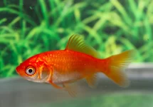 GOUDVIS