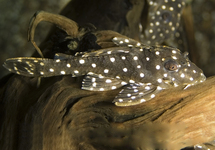 L201 HYPANCISTRUS SP.