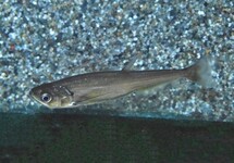 VAMPIERTETRA SCOMBEROIDES