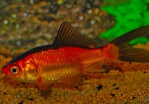 GOUDVIS ROOD/ZWART