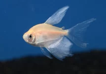 WITTE TETRA SLUIER
