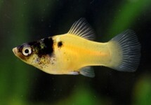 PLATY BUMBLE BEE