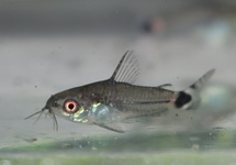 STAARTVLEK DWERGPANTSERMEERVAL