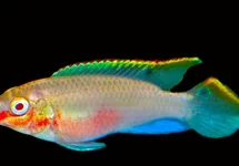 KRIBENSIS ALBINO